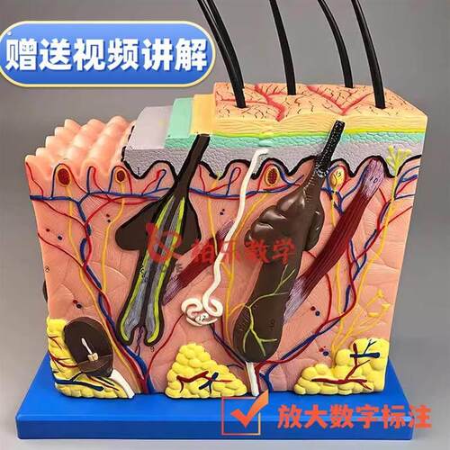 头皮毛囊模型皮肤组织结构放大层次人体构造分层解剖模具美容毛发
