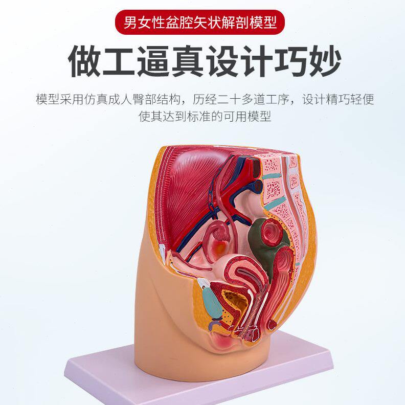 甄选教学仿真女盆腔模型女性泌尿生殖系统标本正中矢状切人体解剖