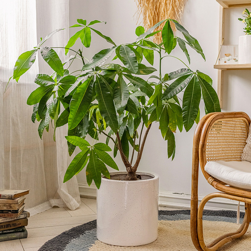 花盆陶瓷大号家用客厅室内阳台大绿植盆栽植物发财树龟背树种植盆