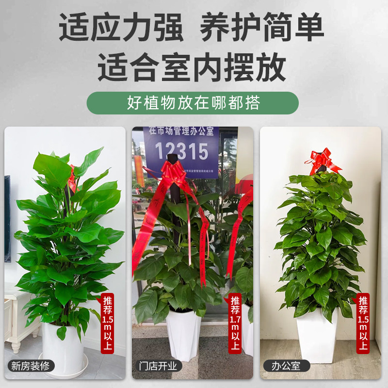 大叶绿萝柱盆栽客厅绿植室内阳台绿植净化空气办公室大型绿箩好养