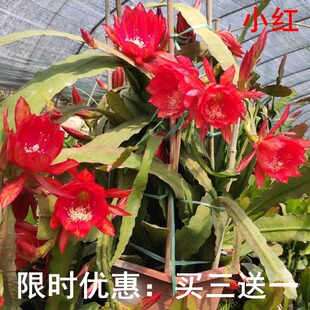 令箭荷花带根花苗盆栽室内外花卉植物多肉阳台观赏重瓣售嫁接枝条
