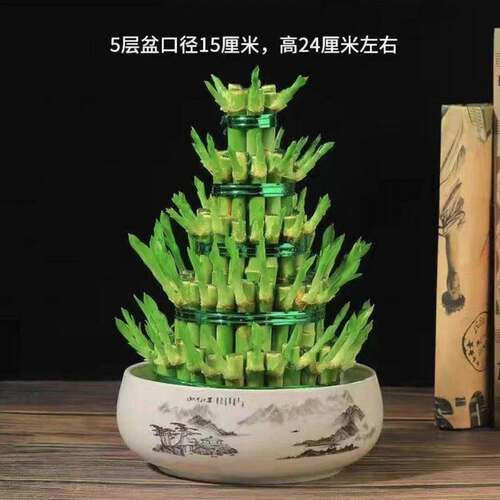 节节高升摆件节节高富贵竹塔水培水养绿植盆栽招财转运竹子办公桌