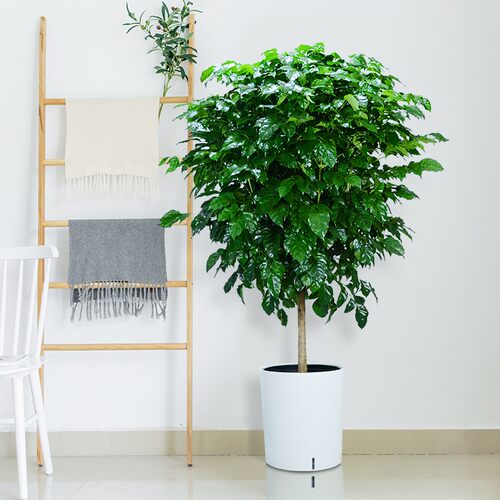 绿宝幸福树盆栽植物室内客厅平安树发财树大型盆景花卉绿植