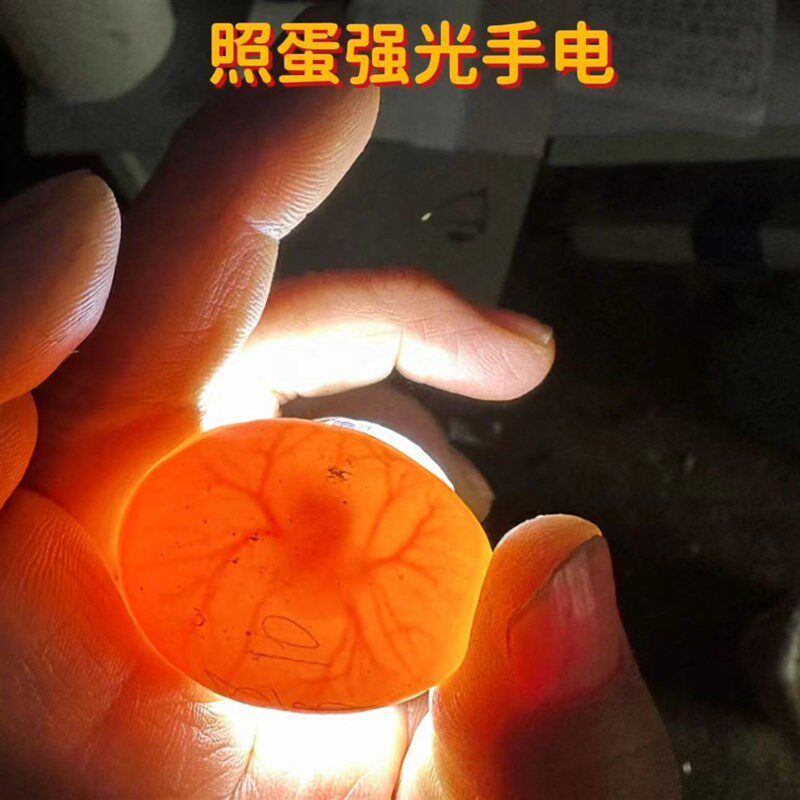 高亮强光照蛋器led充电手电筒孵化小鸡蛋芦丁肉鸽专用验蛋孵蛋