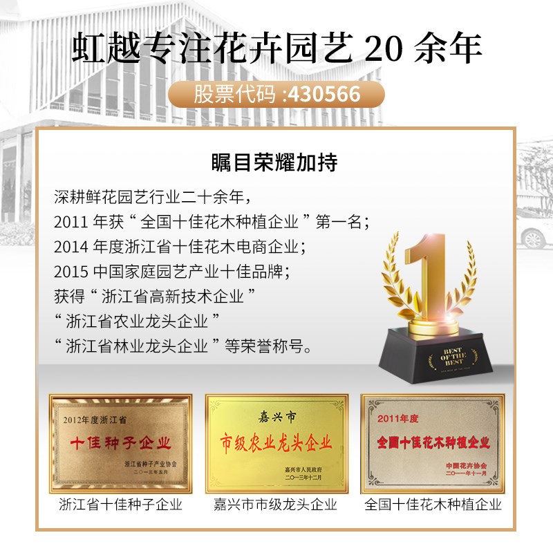 爱心榕盆栽植物室内大型绿植客厅盆景四季好养活心叶伞榕树带花盆