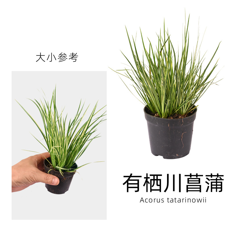 黄缘乌龟环境造景植物水陆饲养龟缸生态水培石菖蒲水草养殖箱绿植图片