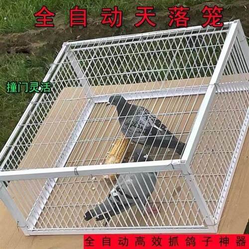 鸽子撞门鸽子活络门笼撞门鸽笼铁笼祇进不出跳笼天落笼撞门自动门