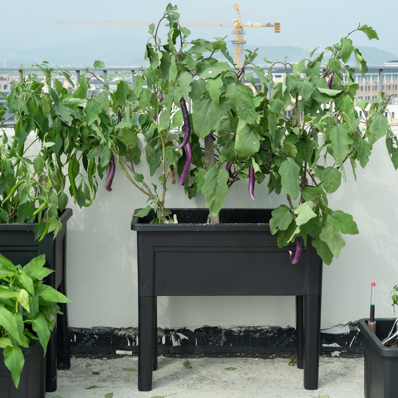 家庭阳台种菜专用箱自吸水懒人长方形大花盆高脚蔬菜盆栽蓄水菜盆