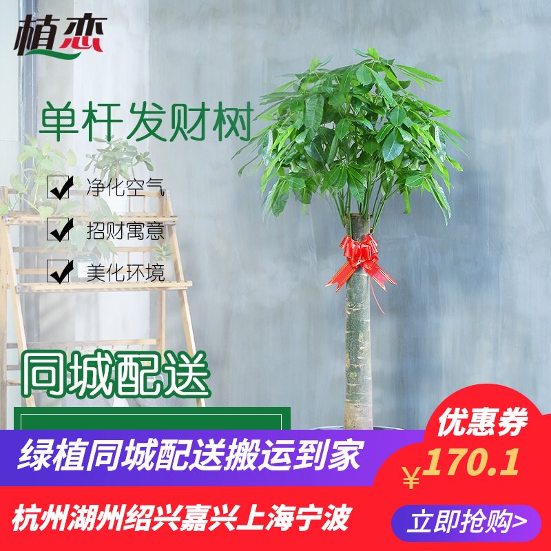 发财树 室内大植物盆栽盆景绿植进化空气易养活杭州宁波绍兴富阳