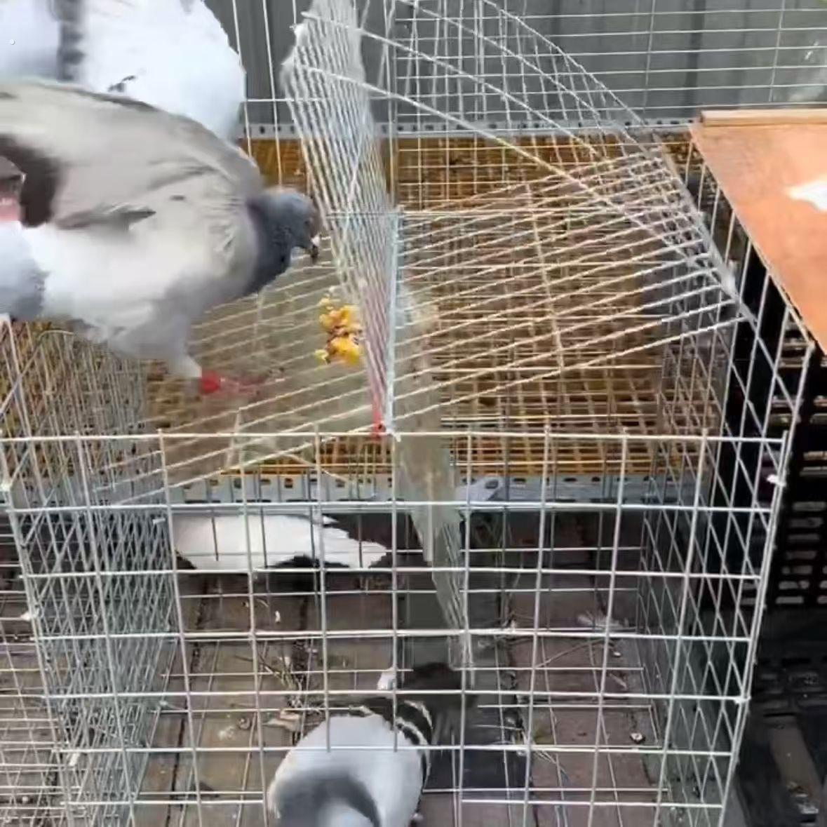 捕鸽神器鸟笼鸽笼养殖厂自动天落笼旋转笼翻板笼镀锌