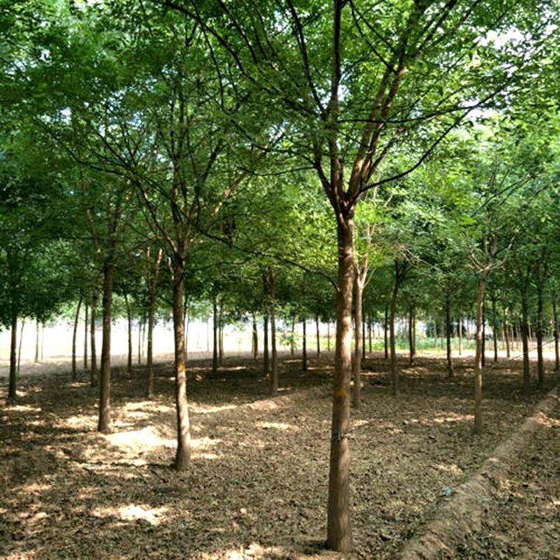 国槐树苗 老槐树 速生槐 庭院别墅院栽 前榆后槐 行道树