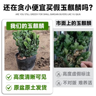 玉麒麟盆栽多肉植物室内客厅办公桌面旺财彩麒麟阳台大棵四季好养