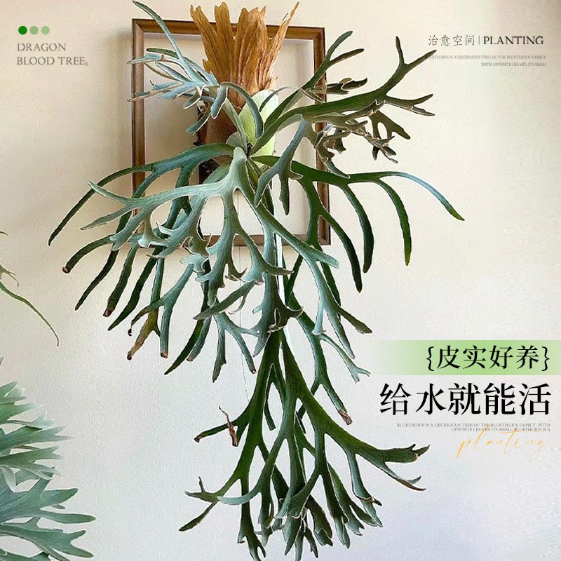 鹿角蕨挂板定植板二歧女王挂墙绿植室内客厅垂吊悬挂蕨类植物盆栽图片