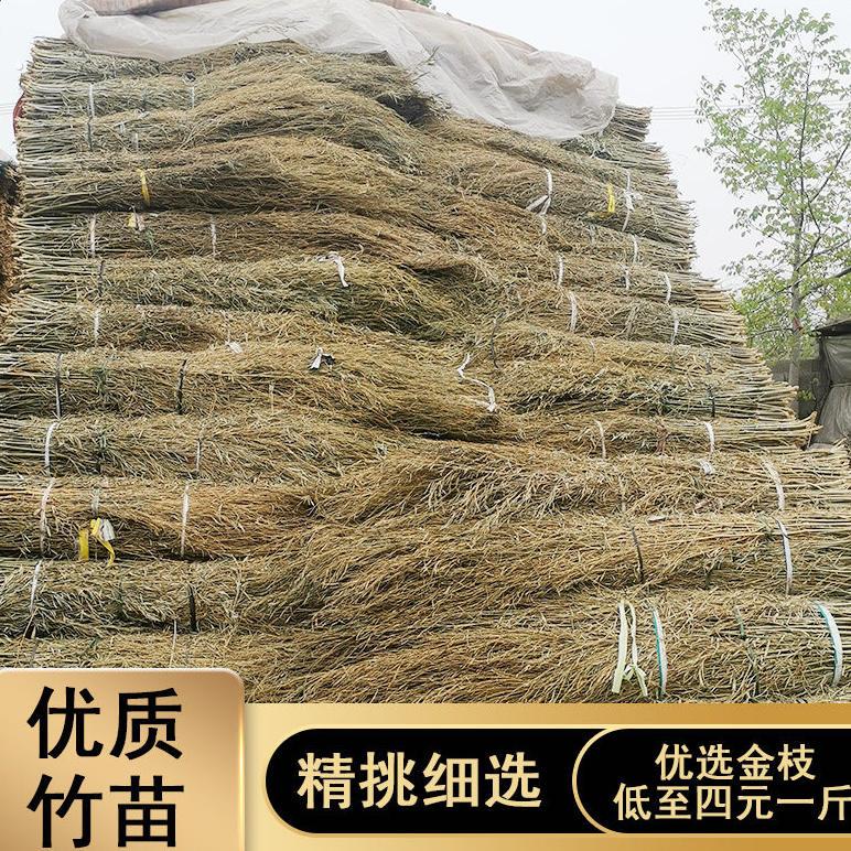 姚河优质竹苗扫把杆精挑细选天然竹丝苗厂家直销室外扫把扫帚清洁