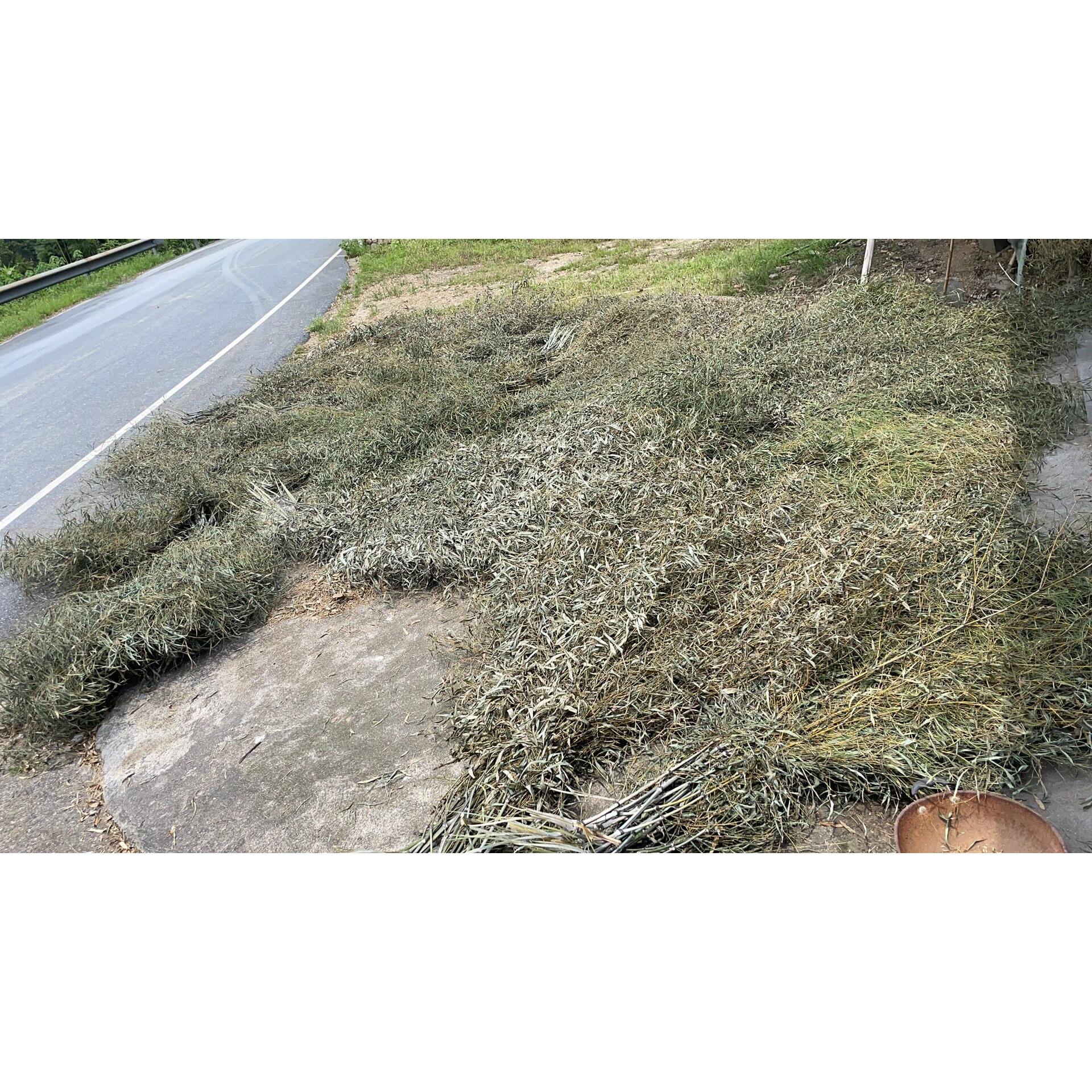 竹扫把原材料竹枝