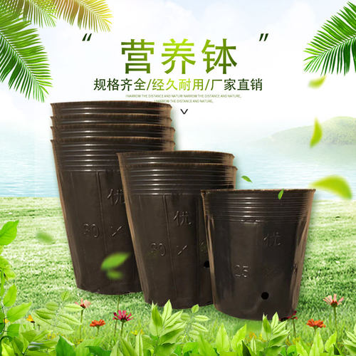 营养杯营养钵一次性黑色育苗盆塑料营养盆育苗育苗袋营养杯育苗杯
