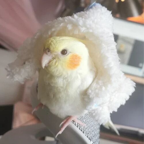 鹦鹉衣服秋冬季外出服羊羔绒鸟用披风鸟用过年服装小鸟斗篷