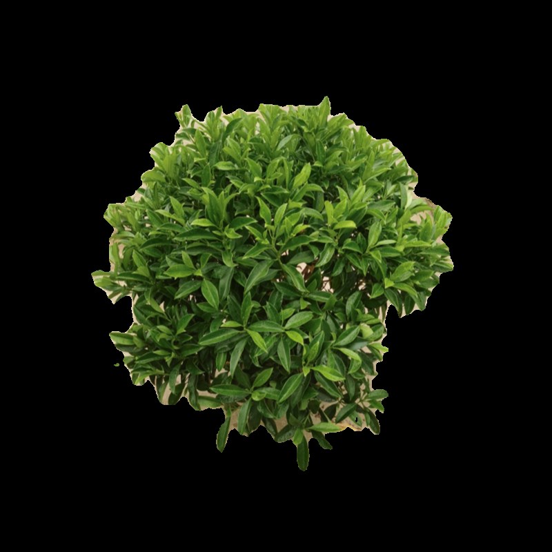 非洲茉莉盆栽四季常青大型绿植物灰莉花苗办公室内外阳台庭院花园