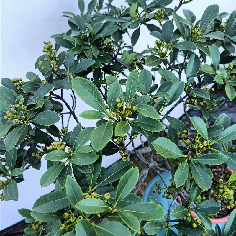 海岛春花石斑木盆栽南北方种植室内外花卉绿植盆景植物四季好养活