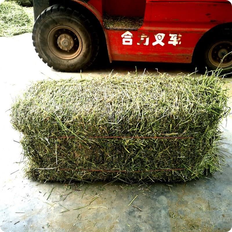 苜蓿草捆家畜喂马青草料牛羊驼食用牧草动物园宠物养殖场干草饲料