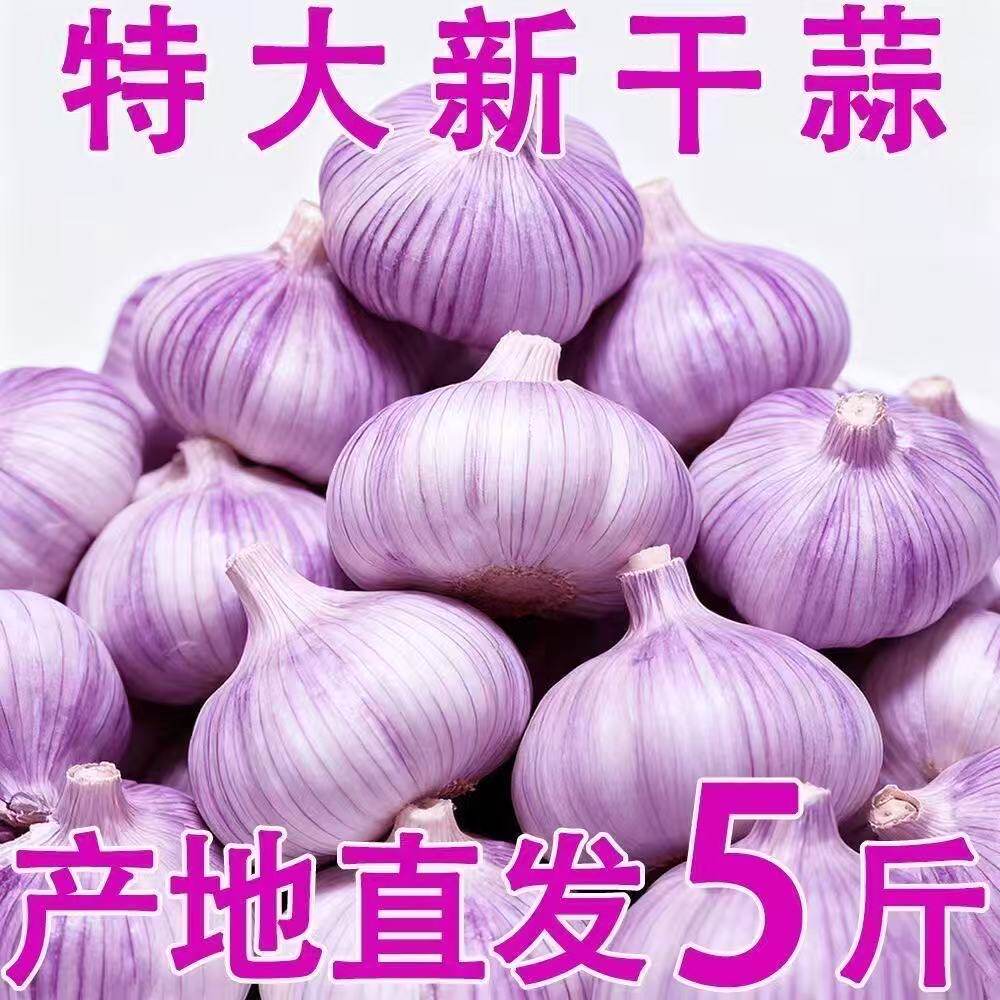 【特价新干大蒜】金乡大蒜头特大果新干蒜批发农家紫白皮大蒜头