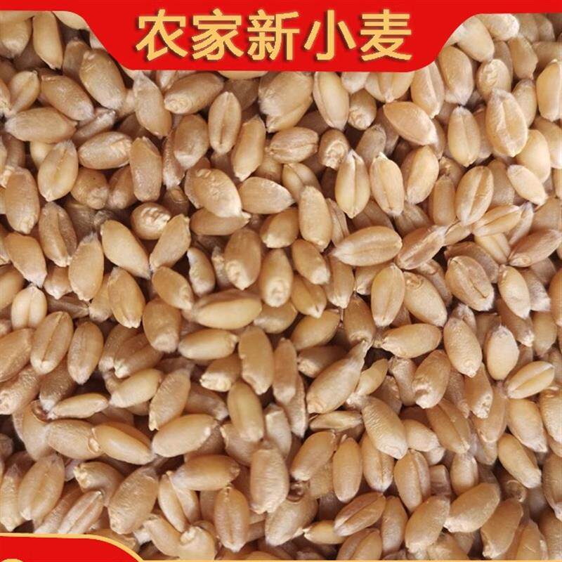 新小麦粒鸡鸭鸟粮鸽子饲料食用钓鱼饵芽糖榨汁磨粉2024年麦粒带皮