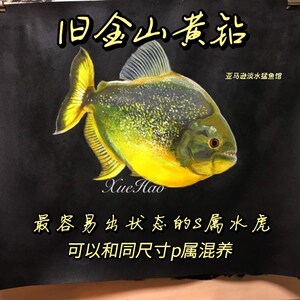 旧金山黄钻水虎鱼 S属 淡水热带猛鱼