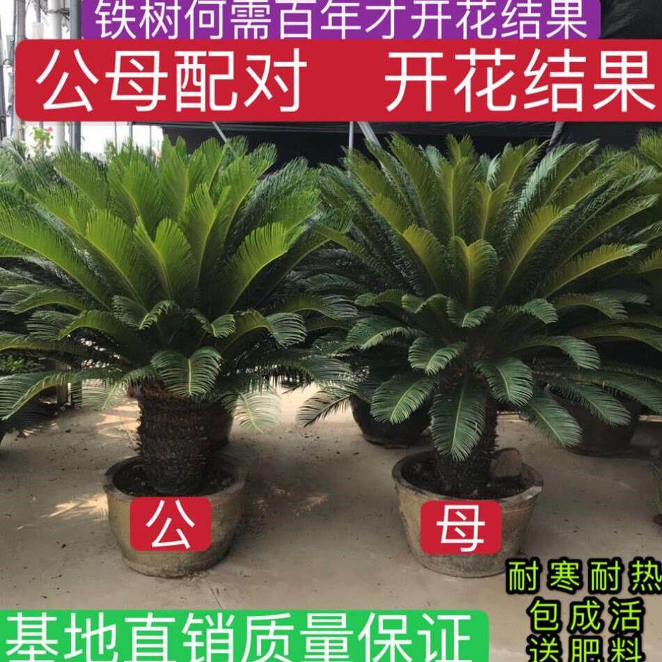 铁树植物室外大型铁树盆栽大型室内外庭院盆景耐寒耐热四季常青