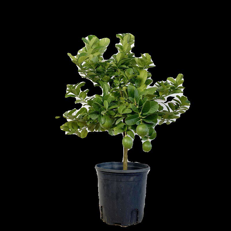 柠檬树盆栽室内客厅阳台植物开花带果可食用好养花卉绿植网红盆景