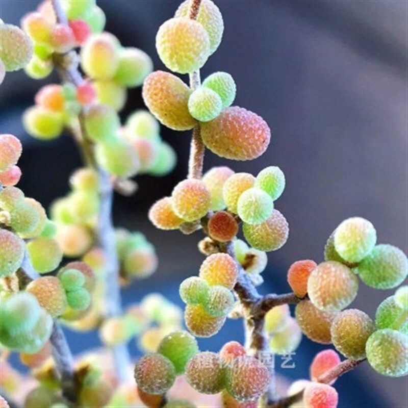 多肉植物米粒枝干番杏糖球肉肉植物办公室桌面超萌肉肉花卉小盆栽