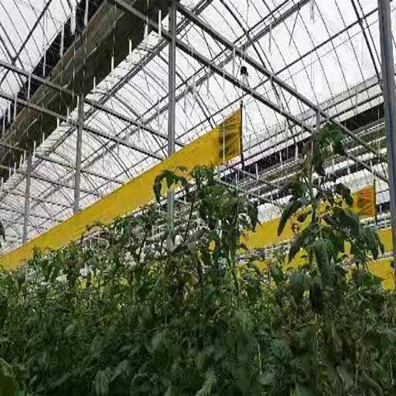 双面粘虫带黄色粘虫板果园大棚温室园艺粘黏虫白粉蝨小黑飞蛾包邮
