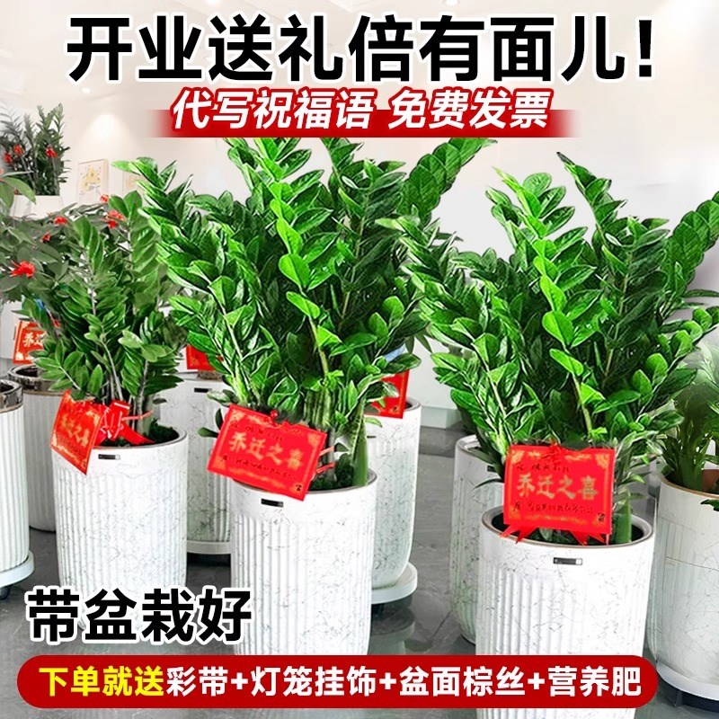 金钱树盆栽客厅大花盆摆件办公室内招财旺宅开业送礼好养植物绿植