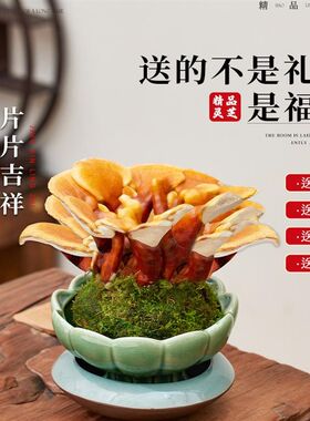 活灵芝盆栽植物室内桌面四季客厅观叶办公室绿植好养真灵芝小盆景