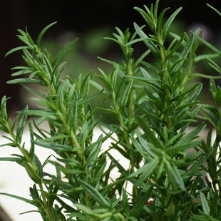 迷迭香植物盆栽室内阳台庭院绿植可食用香草西餐糕点驱蚊提神醒脑