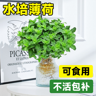 水培薄荷可食用盆栽花卉绿植阳台办公室内桌面驱蚊植物好养活四季