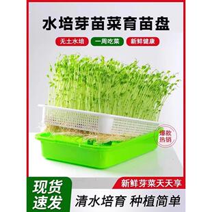 蒜苗种植盆蒜黄专用育苗托盘芽苗菜豌豆苗发豆芽种蒜神器水培器皿