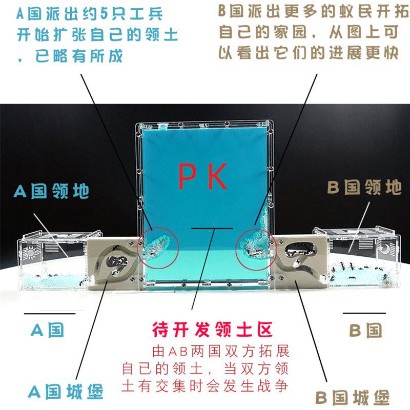 PK版蚂蚁工坊 新对战版蚂蚁城堡宠物蚁巢庄园家园王国窝送2群蚁后