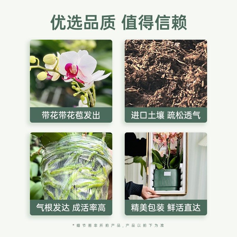 【大盆八梗】金色池塘蝴蝶兰盆栽带花客厅花卉乔迁鲜花节日礼物