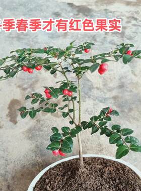 小叶虎刺盆栽绣花针种苗中药材盆景老鼠刺中草药种苗风景观赏树苗