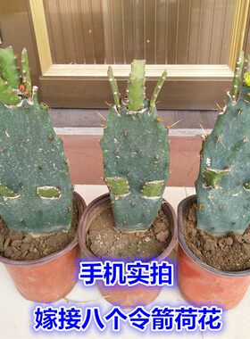 令箭荷花盆栽嫁接苗带花苞发货仙人掌嫁接令箭荷花
