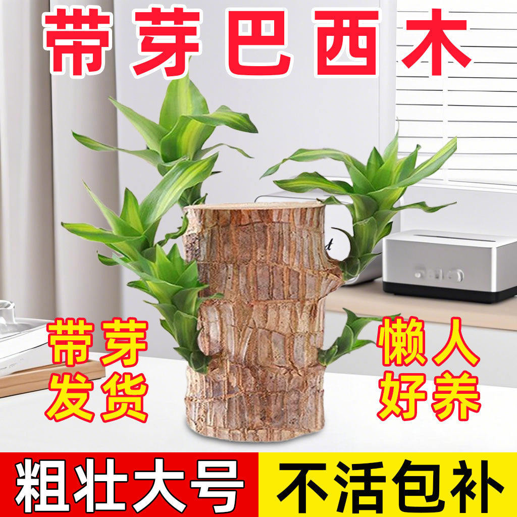 巴西木盆栽水培幸运木开花卉带芽办公室内绿植物适合懒人养的四季