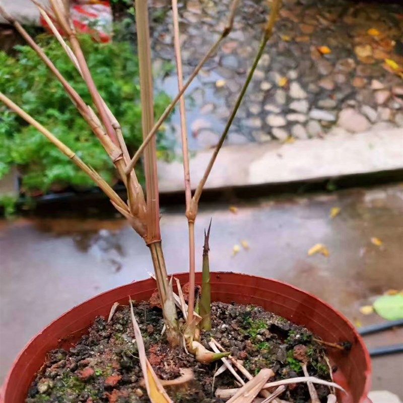小琴丝竹 文人竹苗板桥竹杆子有竖纹阳台书房窗台室内绿植观赏竹