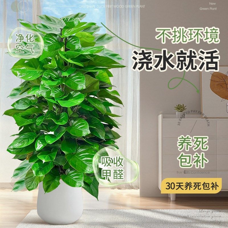 大叶绿萝柱盆栽室内客厅好养植物除甲醛净化空气开业送礼大型绿植