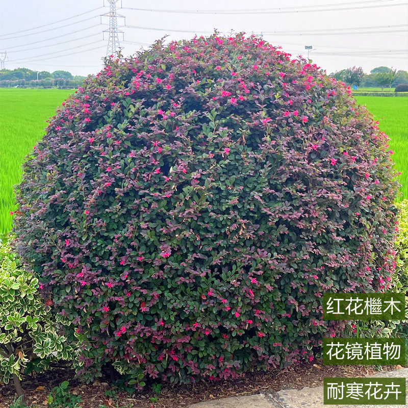 红花木球树苗庭院绿化植物四季常青红花继木观叶灌木观赏绿篱