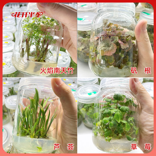 组培培养基1/4MS植物组织固体干粉培养液(不)含蔗糖琼脂N6 B5包邮