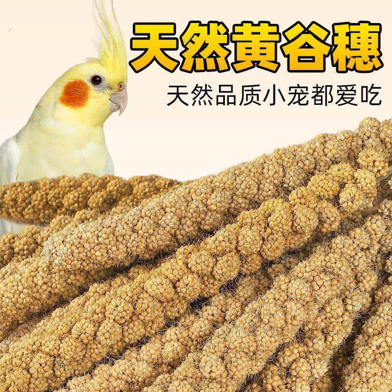 谷穗谷穗子带壳黄谷子玄凤虎皮饲料鸟粮文鸟鸟食仓鼠松鼠粮食