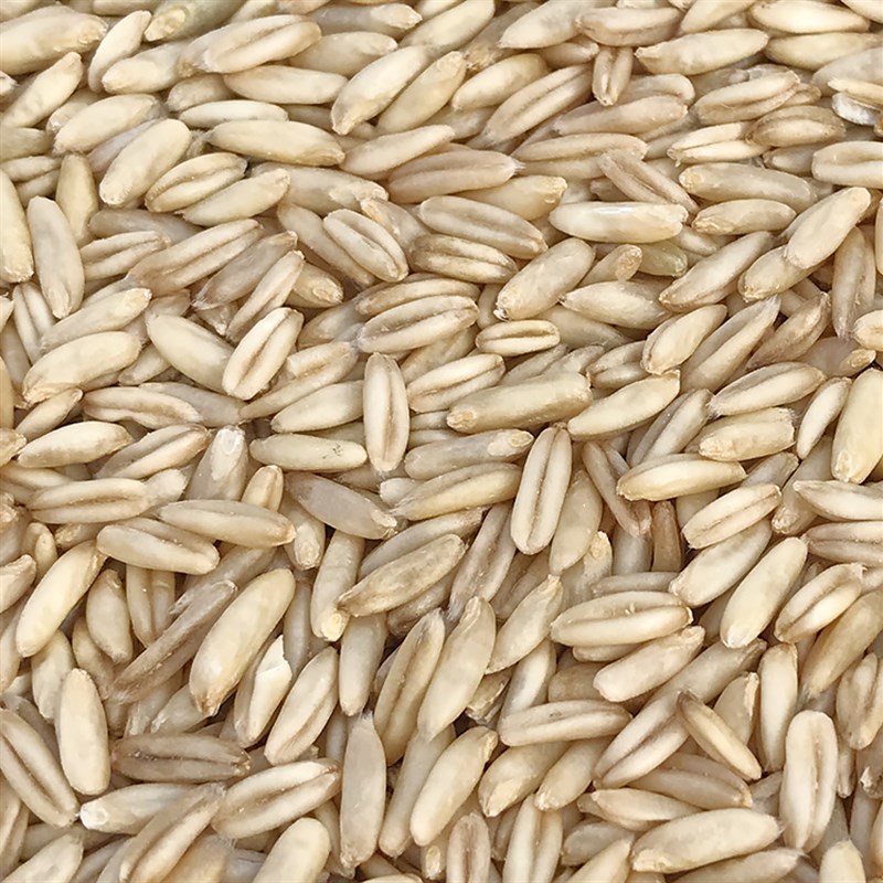 燕麦米 鸟食 鸟粮 雀麦 野麦 燕麦仁 虎皮鹦鹉 牡丹玄凤鸟吃图片
