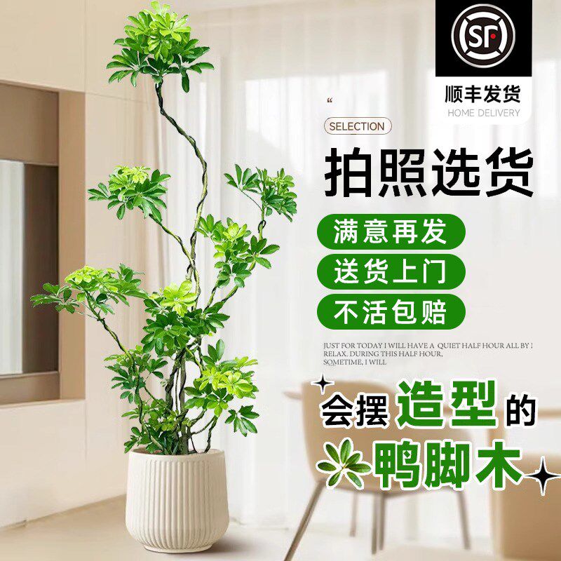 造型鸭脚木客厅大盆栽鸭掌木鹅掌柴大型室内四季常青落地式绿植物