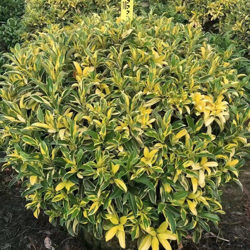 非洲茉莉盆栽四季常青大型绿植物灰莉花苗办公室内外阳台庭院花园