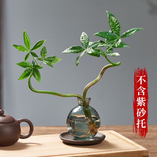 水培植物发财树奇趣造型办公室内桌面绿植招财摆件四季常青好养